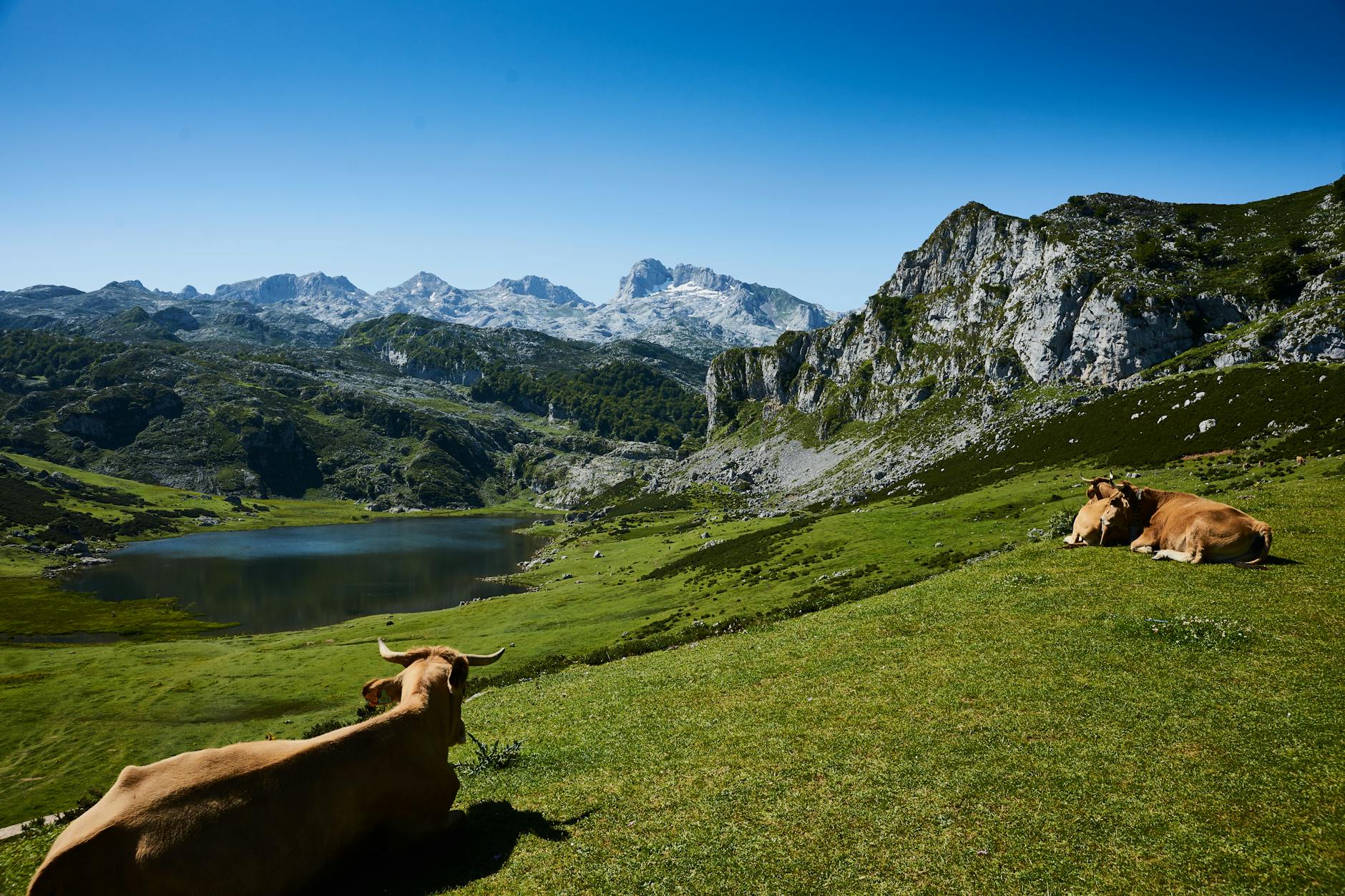 Tranquil rural scene featuring grazing cows by a lake with stunning mountain views.